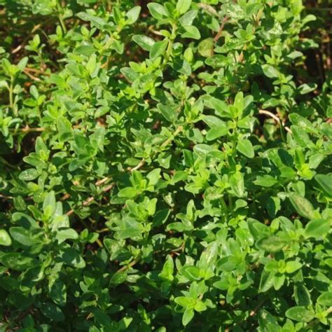 Great Companion Plants For Boxwoods Herbvity