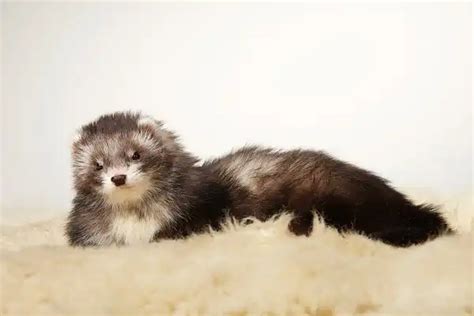 Angora Ferret - Facts, Size, Diet, Pictures - All Animal Facts