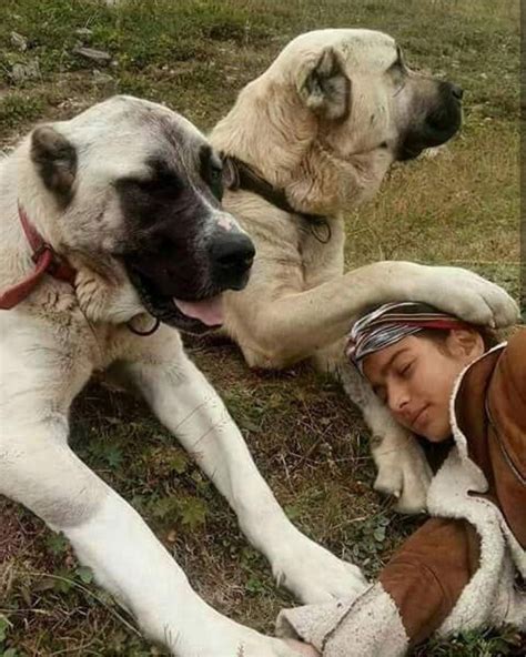 Are A Kurdish Kangal And Anatolian Shepherd