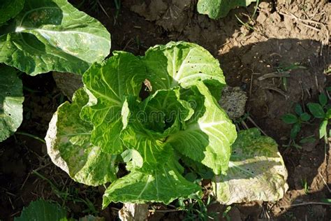 Downy Mildew Disease Symptom On Chinese Cabbage Stock Photo Image Of