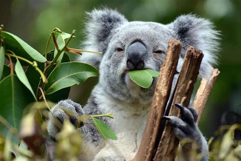 Interesting Facts You Didn T Know About Koalas Aussievibes