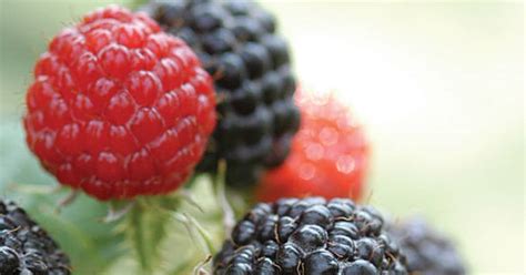 What S The Difference Between Blackberries And Black Raspberries