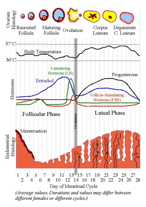 Information Encyclopedia Cycles Of Cervical Changes