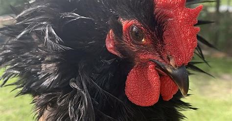 This Frizzle Cochin Rooster Album On Imgur