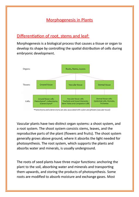 Chapter 4- Morphogenesis IN Plants - Morphogenesis in Plants ...