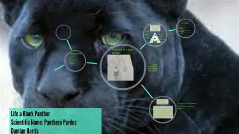 This is a food web of Black Panther by Damian Harris on Prezi