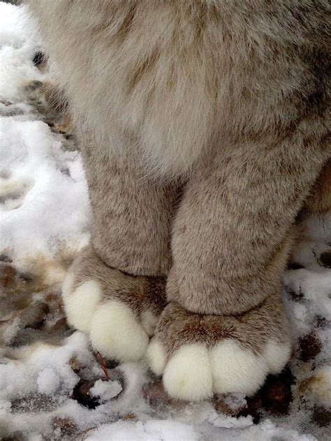 Canada Lynx Paws Silly Animals Cute Cats Pretty Animals