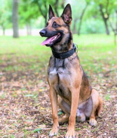 All Belgian Malinois Colors and Patterns Explained (With Pictures!)