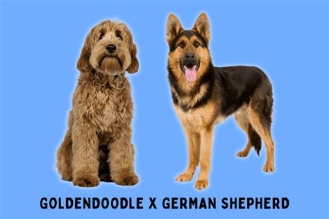 German Shepherd Goldendoodle Mix (Complete Breed Guide)