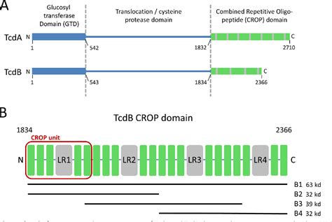 Figure 1 From Mechanism Of Action And Epitopes Of Clostridium Difficile