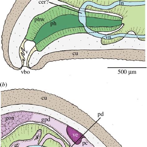 Lateral reconstruction of the internal anatomy of the holotype of A ...