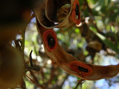 Acacia Seed Pod Flickr Photo Sharing