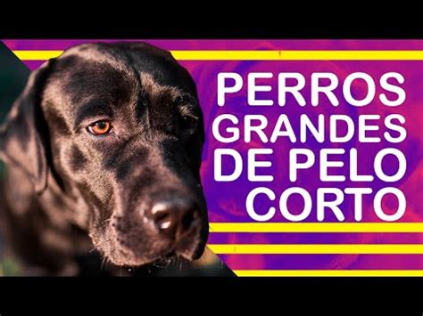 Descubre Las Mejores Razas De Perros Grandes De Pelo Corto 100 Razas