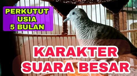 Suara Perkutut Lokal Muda Lagi Belajar Manggung Youtube