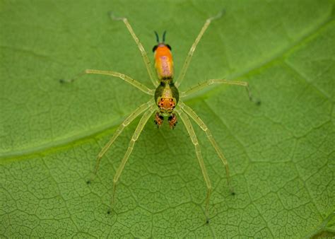 The Jumping Spiders Behance