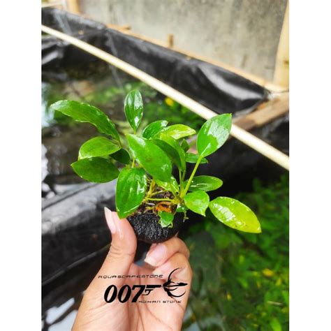 Jual Anubias Sp Wabikusa Tanaman Aquascape Shopee Indonesia