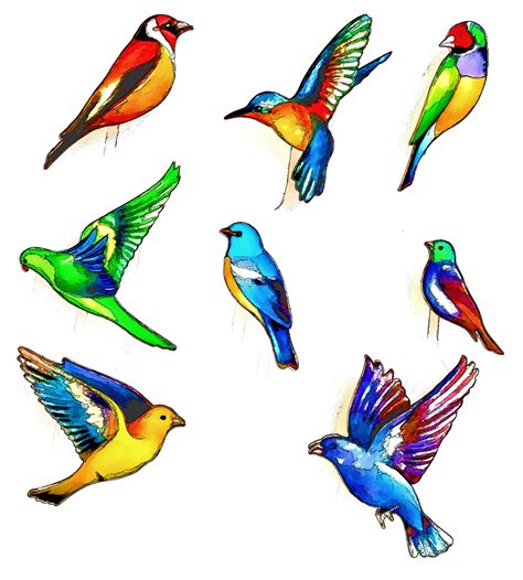 tropical birds drawing  stock photo public domain pictures