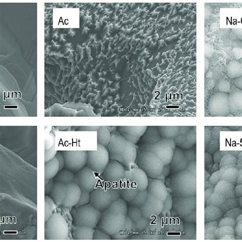 Sem Images Of Fracture Surfaces Of Various Porous Ti Metal Specimens