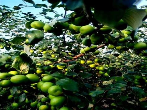 Full Sun Exposure Kashmiri Green Apple Ber Plant For Garden At Rs 10