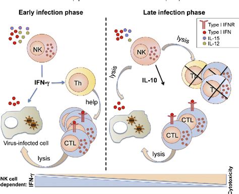 Figure 3 From Nk Cells And Interferons Semantic Scholar