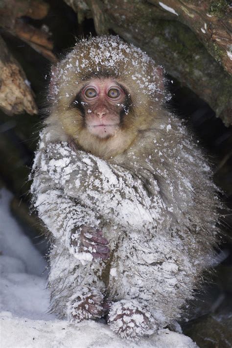 Japanese Macaque And Baby In Snow Japan Photograph by Hiroya Minakuchi ...