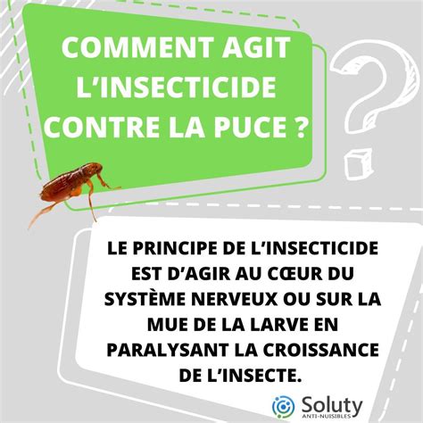 Désinsectisation à Aurillac exterminateur insectes nuisibles SOLUTY