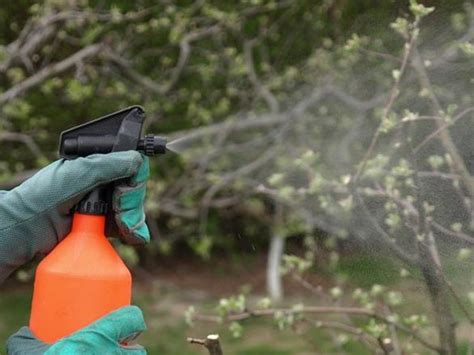 When To Apply Dormant Oil To Fruit Trees Dormant Oil Dormant Spray