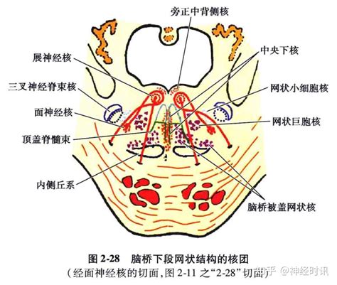 中枢神经系统疾病定位诊断图解脑桥的解剖生理及定位诊断 知乎