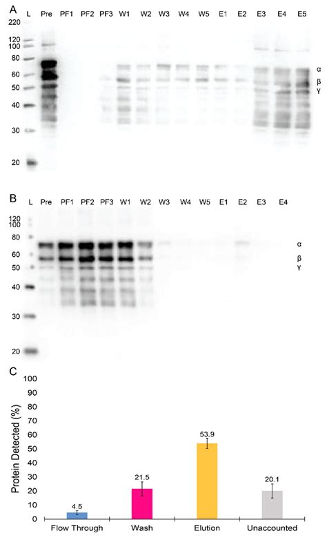 Ijms Free Full Text Development Of Transient Recombinant Expression And Affinity