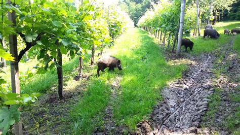 Galella Al Via Incentivi Per Labbattimento Dei Cinghiali