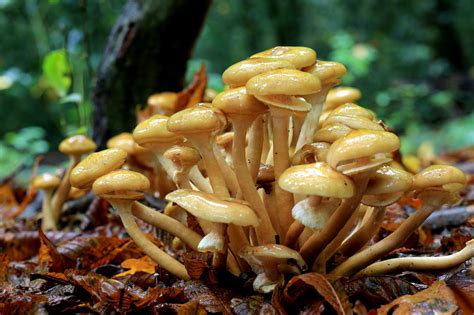 Armillaria Mellea La Seta De Miel Un Tesoro De La Naturaleza Blog