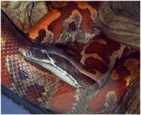 Blood Python Whozoo