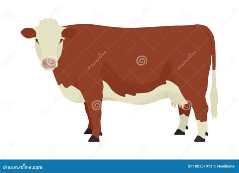 Hereford Cow British Breed Of Beef Cattle Flat Vector Illustration