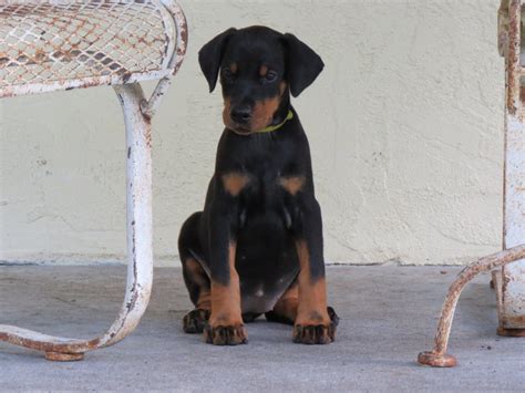 Yellow Female Shine Akc Doberman Puppies For Salehawthorne Fl