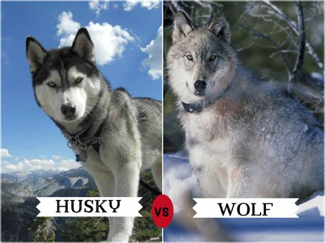 11 Dogs That Look Like Wolves Pethelpful