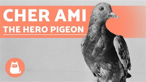 The War Pigeon Cher Ami