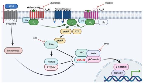 The Proposed Signal Transduction Pathways For Adenosine Induced