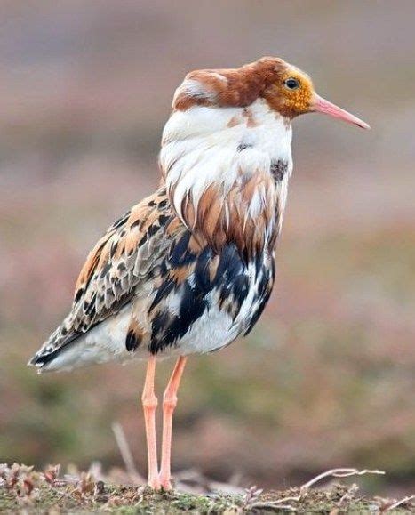 The Ruff 10 By Nordfold On Deviantart Photo Taken In The Varanger