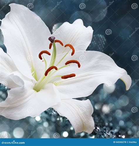 Lily Flower On Blue Background With Bokeh Effects Stock Photo Image