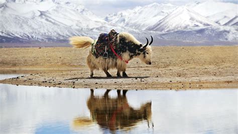 Hundreds Of New Bacteria Species Loom On Tibetan Platea, Waiting For ...
