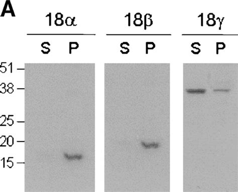 Targeting Of Akap18 Isoforms In Hek 293 Cells A Hek 293 Cells Were