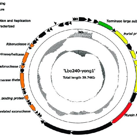 Genome Map Of Cyanophage Lbo Yong The Outermost Circle Represents