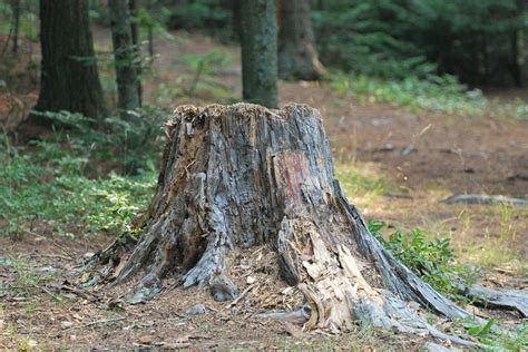 100 000 Free Zabytkowy Pień Drzewa Tree Stump Images Pixabay