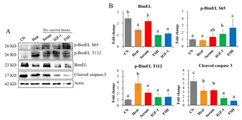 Dynamics And Regulations Of BimEL Ser65 And Thr112 Phosphorylation In