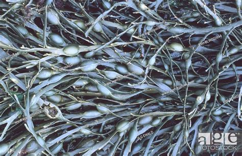 Egg Wrack Knotted Wrack Ascophyllum Nodosum Stock Photo Picture And