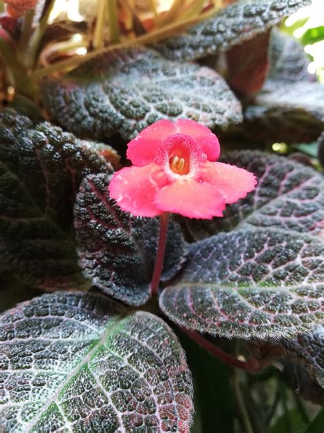 Garden Chronicles Of James David Episcia Collection Kee Wee