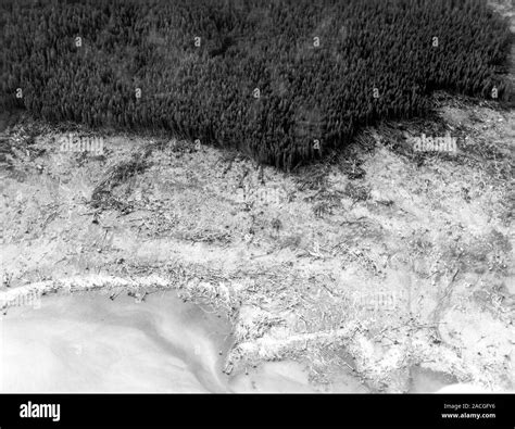 Damage from 1958 Lituya Bay tsunami. Aerial photograph from August 1958 ...