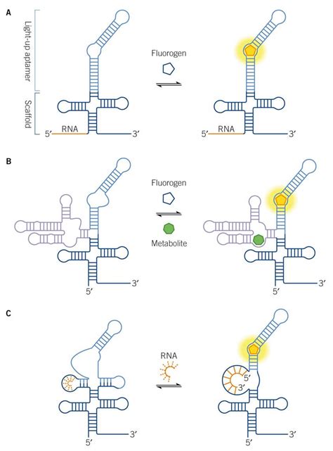 Aptamer Based RNA Imaging Fluorescence Imaging Tocris Bioscience