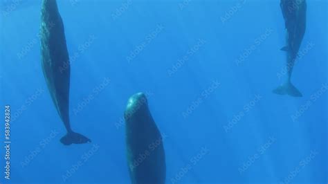 Group Of Sperm Whales Sleep Vertically Relative To Water Level Sperm