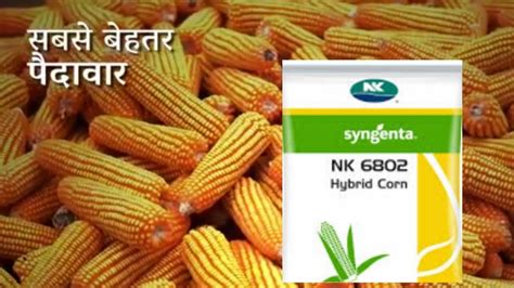 Syngenta NK6802 Maize Seed NK6802 Makka Verity Syngenta Seed Price